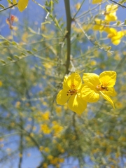 Parkinsonia