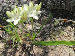 Codonorhiza fastigiata