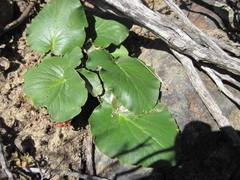 Pelargonium asarifolium
