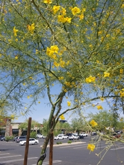 Parkinsonia