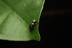 Abirus fortunei