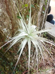 Tillandsia gardneri