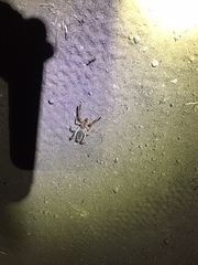 Eremobatinae