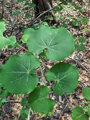Matelea edwardsensis
