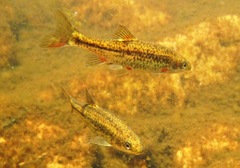 Pseudobarbus phlegethon