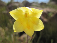Gladiolus pritzelii