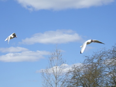 Chroicocephalus ridibundus