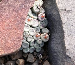 Conophytum truncatum
