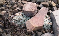 Conophytum truncatum