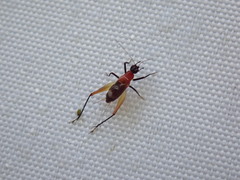 Homoeoxipha lycoides