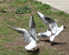 Chroicocephalus ridibundus