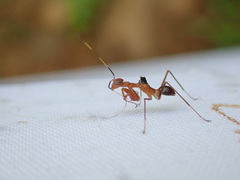 Hapalopezella maculata