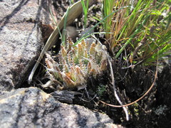 Haworthia nortieri