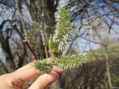 Salix caprea