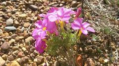 Oxalis droseroides