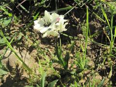 Ixia abbreviata abbreviata