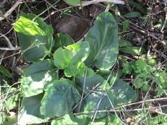 Pelargonium asarifolium