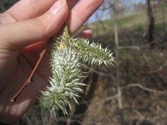 Salix caprea