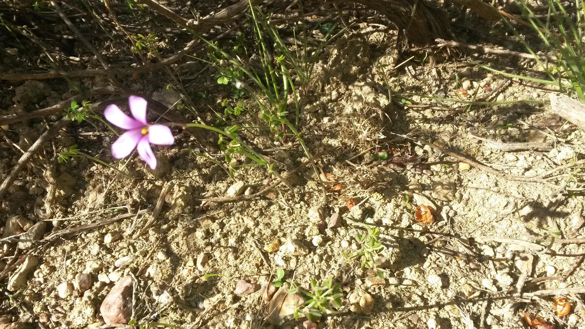 Oxalis livida Jacq.