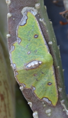 Centrochria deprensa