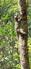 Sceloporus torquatus binocularis