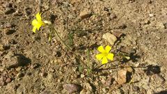 Oxalis pes-caprae sericea