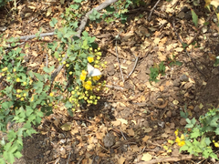 Heliopetes ericetorum