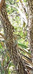Sceloporus torquatus binocularis