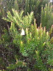 Disterigma pernettyoides