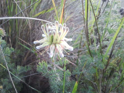 Forlorn Spiderhead