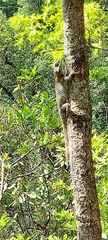 Sceloporus torquatus binocularis