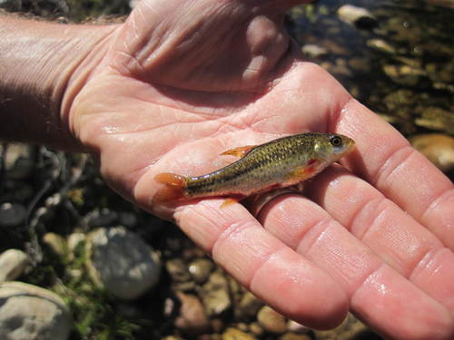 Fiery redfin (Pseudobarbus phlegethon) — Cyprinidae — 3