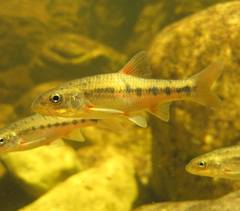 Pseudobarbus burchelli
