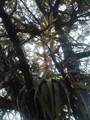 Tillandsia prodigiosa