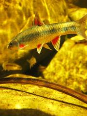 Pseudobarbus burchelli
