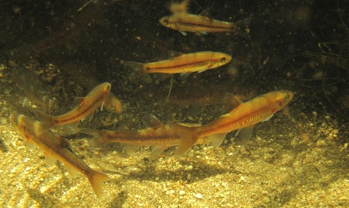Twee River redfin (Pseudobarbus erubescens) — Cyprinidae