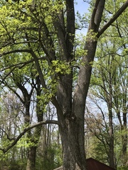 Liriodendron