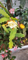 Epiphyllum laui image