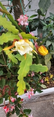 Epiphyllum laui image