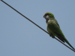 Myiopsitta monachus