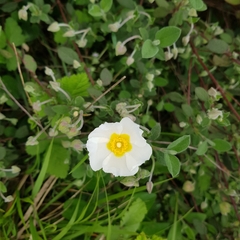Cistus salviifolius
