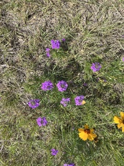 Glandularia bipinnatifida