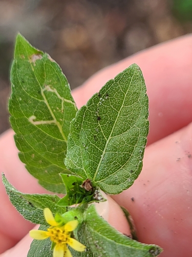 Calyptocarpus vialis image