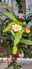 Image of Epiphyllum laui