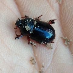 Temnorhynchus