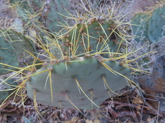 Opuntia chisosensis