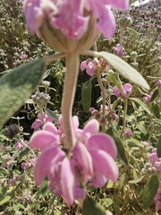 Phlomis purpurea