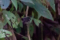 Thamnophilus caerulescens