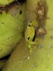 Phyllodytes luteolus