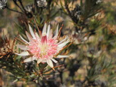 Protea mucronifolia